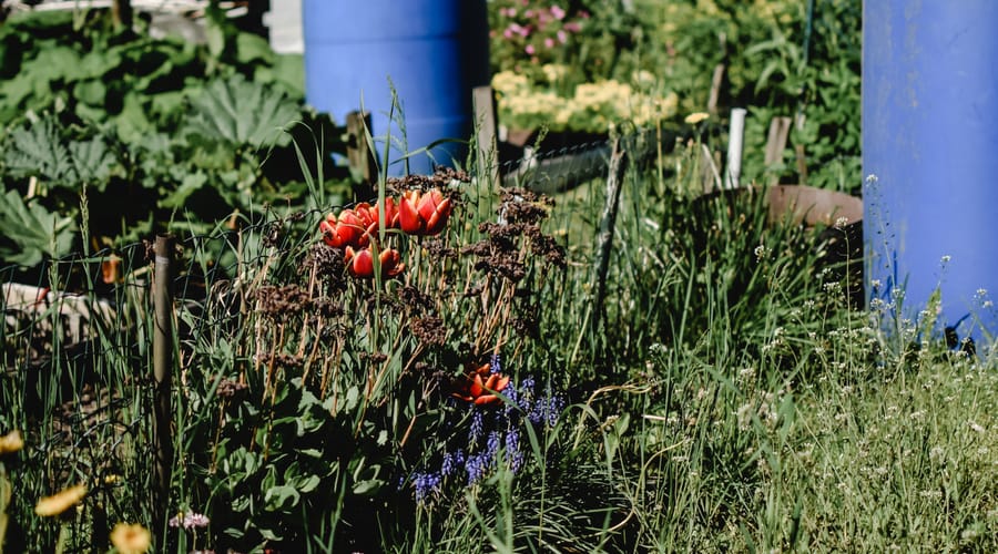 Water conservation rain barrel Houston